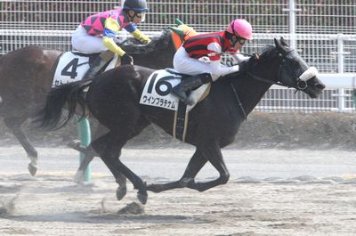 所属馬詳細 ウインレーシングクラブ