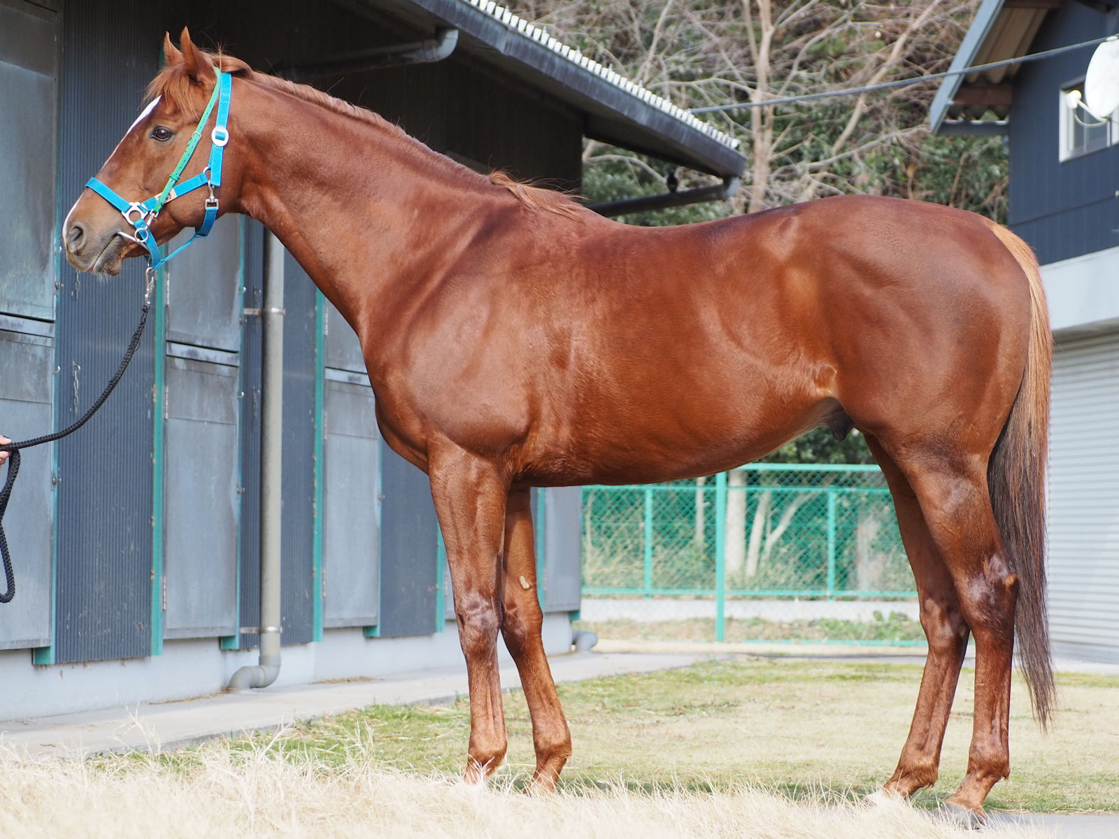 所属馬詳細／ウインレーシングクラブ