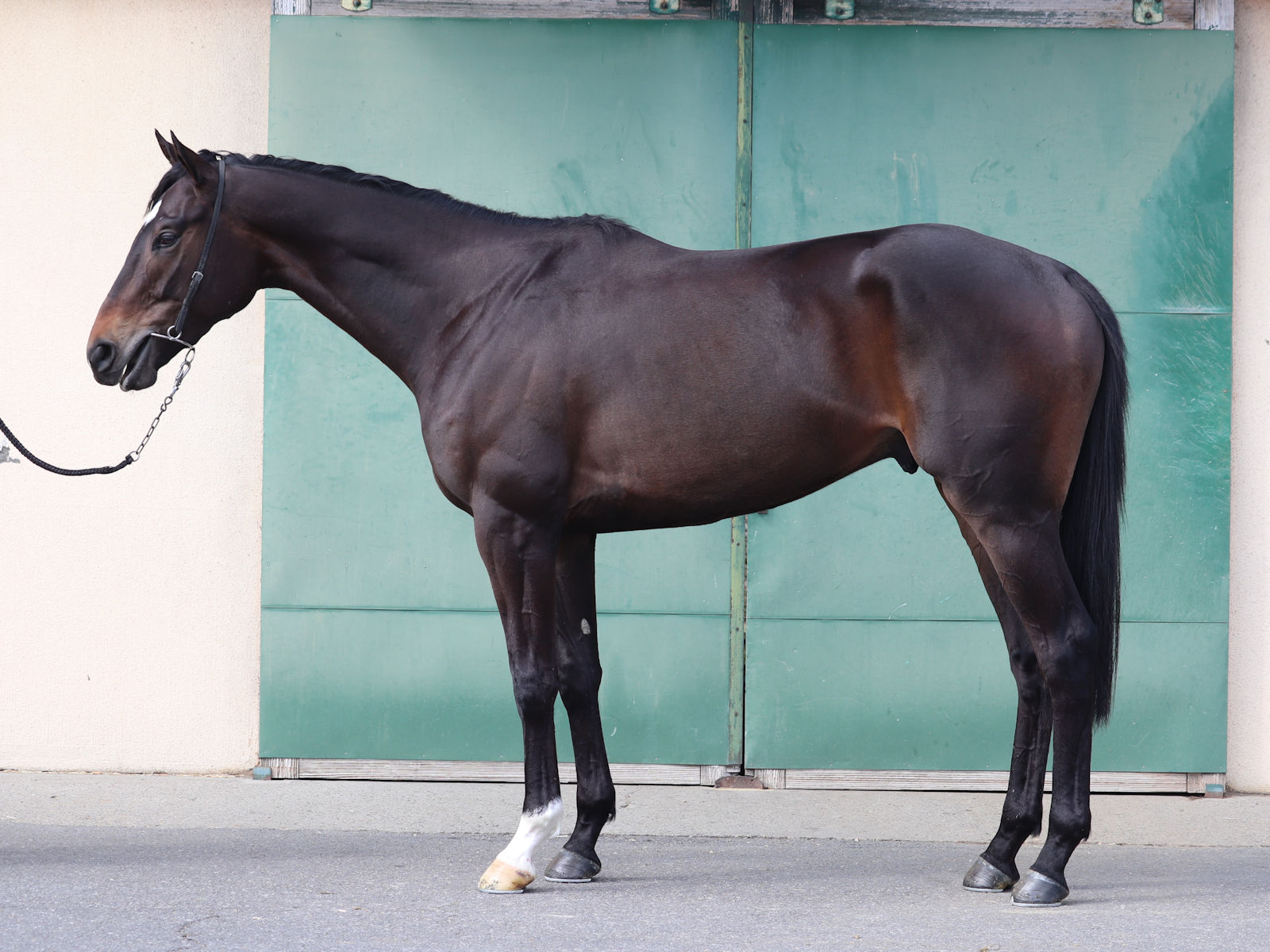 所属馬詳細／ウインレーシングクラブ